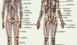 skele